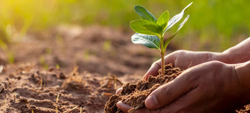 Hands planting a seedling- stock photo for a blog about cultivating STEM soft skills